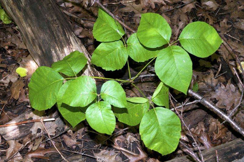 Sumac Eradication Service