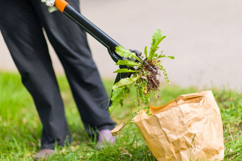 Sumac Eradication