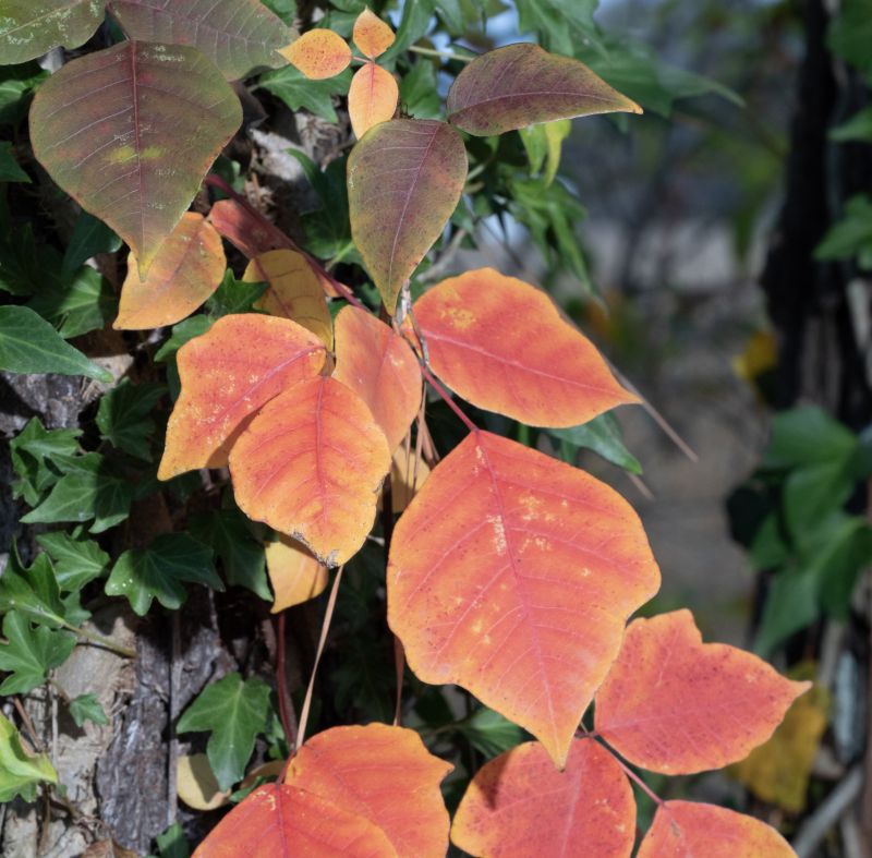 Poison Ivy Removal in Lancaster, PA