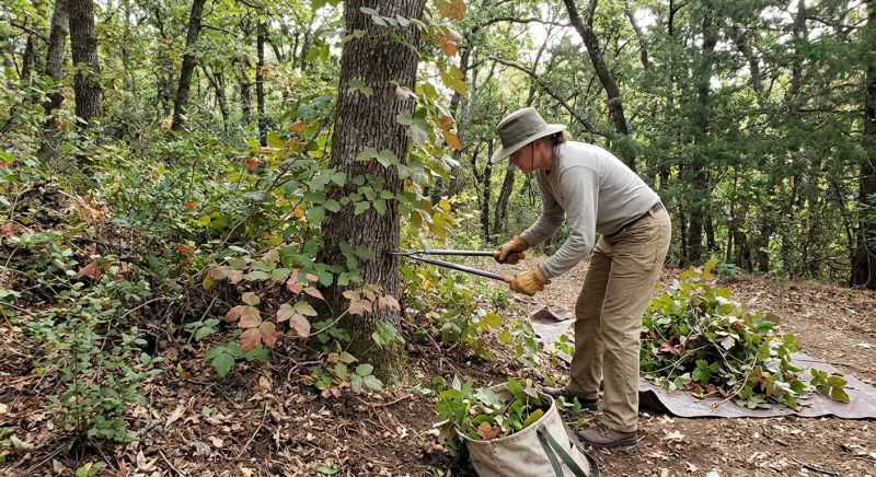 Poison Oak Removal in Bucks County, PA
