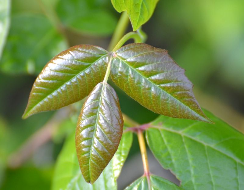 Poison Oak Removal in Bucks County, PA